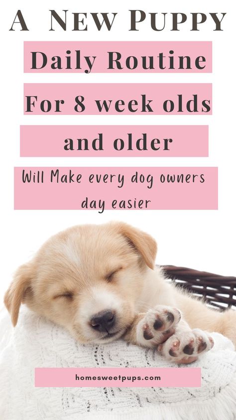 new puppy morning routine Puppy Routine Schedule, Puppy Routine, Puppy Schedule, Crate Train, Puppy Training Schedule, New Puppy Checklist, Mini Goldendoodle Puppies, Puppy Mom, Puppies Tips