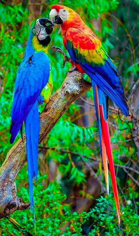 Follow me Burung Kakatua, Macaw Parrot, Colorful Parrots, Most Beautiful Birds, Kinds Of Birds, Bird Pictures, Exotic Birds, Tropical Birds, Pretty Birds