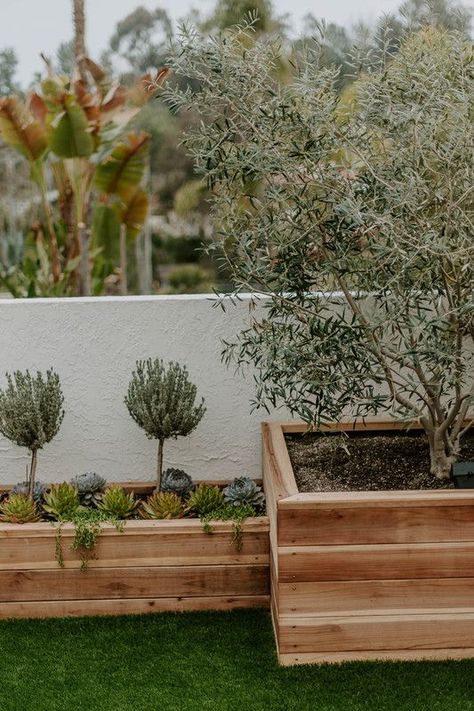 Custom redwood garden boxes filled with succulents, topiaries and an amazing olive tree made a big impact in this small courtyard space. See more of this project on our site! Olive Trees Garden, Small Courtyard, Tree Planters, Custom Planters, Flagstone Patio, Small Courtyards, Backyard Inspiration, Topiaries, Olive Trees