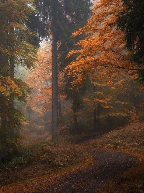 Rainy Autumn Day, Rainy Autumn, Road Photography, Fall Mood Board, Autumn Magic, Fall Mood, Dark Autumn, Autumn Scenes, Autumn Nature