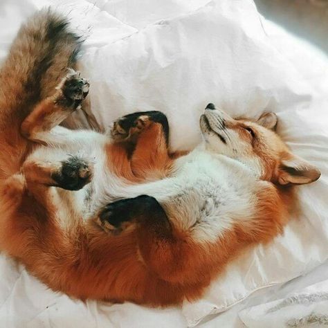 Sleeping Happy Fox, Regnul Animal, Fox Pictures, Pet Fox, Air Bed, 웃긴 사진, Fox Art, Cute Fox, Sweet Animals