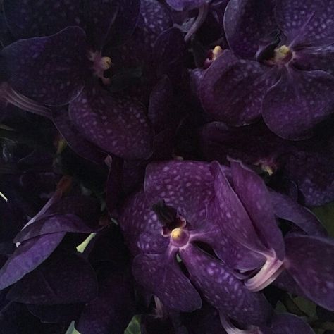 Purple Orchids Purple Orchid Aesthetic, Orchid Aesthetic, Orchid Photography, Purple Orchids, Purple Glitter, Muse, Orchids, Glitter, Collage