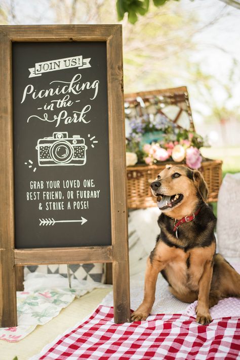 Pet Photography Props Backdrops, Dog Photobooth Ideas, Dog Pop Up Shop, Dog Photo Booth Ideas, Dog Event Ideas, Dog Photobooth, Dog Photo Booth, Sundanese Wedding, Pet Photography Props