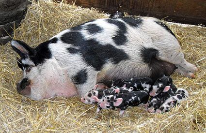 These are a litter of Kune Kune pigs that were had at Cannon Hall farm. They are so cute! Baby Piggy, Mummy Pig, Mini Pigs, Cute Piggies, Indiana State, Pet Pigs, Baby Pigs, Cute Pigs, State Fair