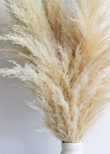 Dried Pampas Grass in Natural Color<br>6 Stems per Bunch<br>30-32" Tall Dried Pampas, Country Wedding Decorations, Grass Decor, Pampas Grass Decor, Grass Wedding, Fruit Plants, Deco Floral, Dried Flower Bouquet, Decorative Flowers