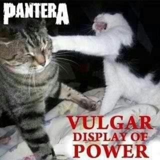 heavy metal metalhead memes | Heavy Metal -Vulgar display of a cat's power Heavy Metal Cat, Vulgar Display Of Power, Pantera Band, Metal Meme, Rock Argentino, Dimebag Darrell, Cat Power, Metal Albums, Silly Cats Pictures