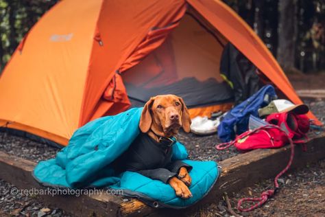 Camping Dog Bed, Lacrosse Training, Dog Camping Gear, Dog Sleeping Bag, Camping With Dogs, Sporty Dog, Camping Dog, Camping With Cats, Trail Dog