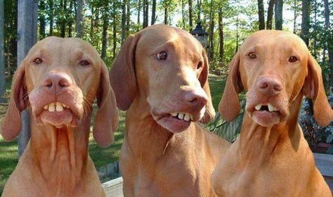 Dogs With Billy Bob Teeth   From our dog Facebook page: www.facebook.com/activedogtoys Goofy Dog, Funny Dog Photos, Bird Dogs, Silly Dogs, Funny Dog Pictures, Sweet Dogs, Dog Face, Hunting Dogs, Funny Animal Pictures