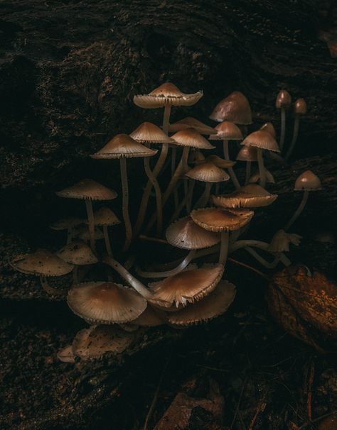 Dark Mushrooms Aesthetic, Tinkerbell Moodboard, Dark Mushroom Aesthetic, Marissa Aesthetic, Fungi Aesthetic, Whimsy Core, Daenys Targaryen, Spooky Mushroom, Mushrooms Aesthetic