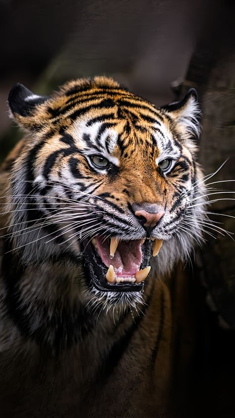 Tiger Mouth Open, Tiger Drawings, Cats Reference, Tiger Hunting, Tiger Photography, Angry Tiger, Tiger Roaring, Tiger Images, Tiger Claw