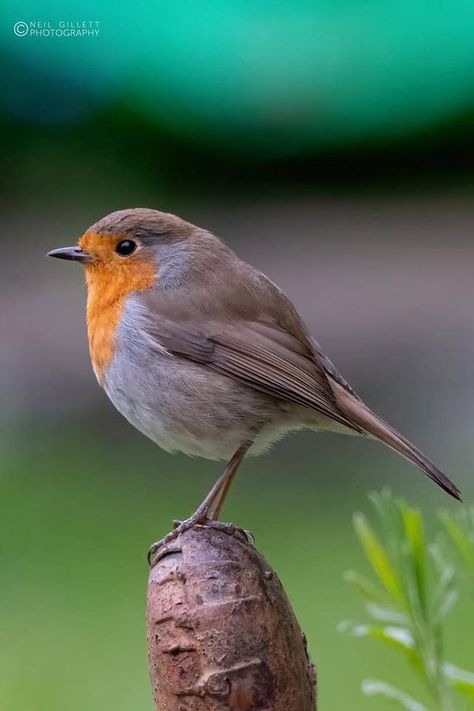 British Birds Lovers | I know it’s yet another Robin, but I quite liked this pic taken in or garden. | Facebook British Robin, Robin Bird Photography, Robin On A Branch, Robin Olds, Eastern Yellow Robin, Robin Photos, Robin Pictures, European Robin, Common Birds