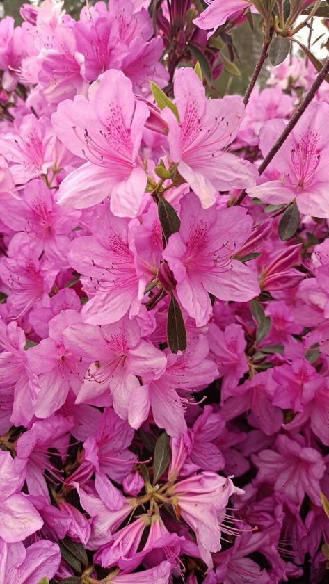 Azaleas Garden, Azalea Flower, Pink Azaleas, Hip Tattoos Women, Hip Tattoo, Magenta Pink, Pink Flower, Future Wedding, Floral Wedding