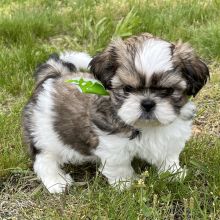 Shih Tzu Puppies for Sale | PuppySpot Small Dogs For Sale Near Me, Puppies For Sale Near Me Free, Cute Shitzu Puppies, Cute Shih Tzu Puppies, Shipoo Puppies, Amy Harvey, Teacup Puppy Breeds, Toy Shih Tzu, Teacup Dogs For Sale