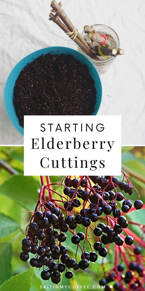 Elderberry Cuttings, Elderberry Bush, Elderberry Plant, Elderberry Recipes, Sacred Garden, Berry Plants, Foundation Planting, Wildlife Gardening, Sustainable Garden