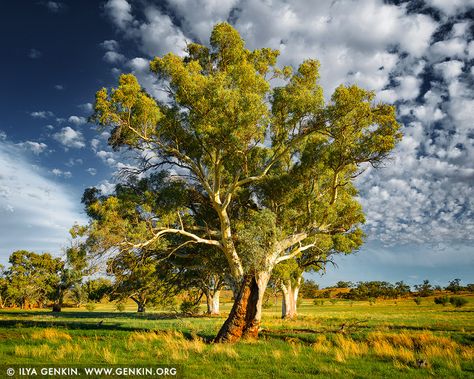 Eucalyptus Camaldulensis, Best Scenery, Working Station, Gum Trees, Wildlife Reserve, Australian Outback, Eucalyptus Tree, Black And White Landscape, Black And White Prints