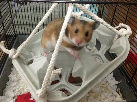 Managing Bar Chewers - Hamster Central Teddy Hamster, Diy Hamster Toys, Diy Rat Toys, Gerbil Toys, Gerbil Cages, Rat Cage Accessories, Hamster Diy, Hamster Life, Hamster Habitat