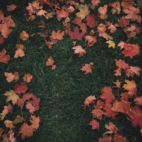 Girl In Red, Autumn Leaves, Songs, Music, Red