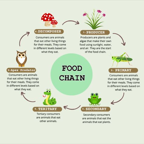 Food chain|Science topic Food Chain Science Project, Food Chain Poster, Animal Food Chain, Food Chain Project, Food Chain Diagram, Simple Food Chain, Producers Consumers Decomposers, Science Food Chains, Bio Project