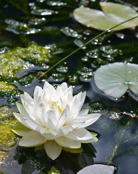 Nymphaea Lotus, Vegetable Garden Planters, Image Zen, Garden Layout Vegetable, Lily Lotus, Water Lilly, Lily Pond, Most Beautiful Flowers, A Pond