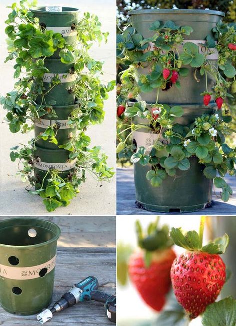 15 Creative Ways To Grow Strawberries In Small Spaces - Pondic Diy Strawberry Tower, Strawberry Planters Diy, Strawberry Tower, Strawberry Planters, Strawberry Garden, Tower Garden, Growing Strawberries, Garden Crafts Diy, Strawberry Plants