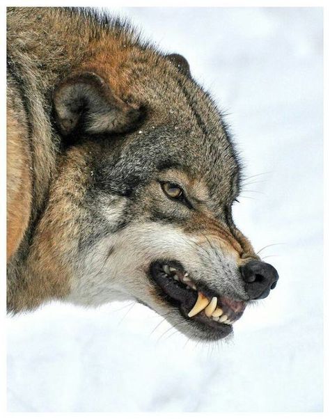 magno et malo lupo Snarling Wolf, Wolf Poses, Angry Wolf, Wolf Images, Wolf Photos, Wolf Tattoo Design, Wolf Love, Wolf Pictures, Wolf Spirit