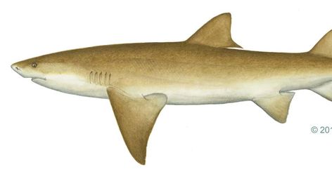 Lemon Shark Swims in brackish water. Lemon Shark Drawing, Shark Types, Wholesome Animals, Lemon Shark, Shark Painting, Florida Fish, Shark Drawing, Small Shark, Nurse Shark