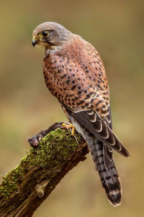 Chris Chambers, Regard Animal, American Kestrel, British Birds, Bird Carving, British Wildlife, Kestrel, Bird Artwork, Bird Pictures