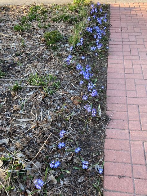 Glory-of-the-Snow: More Blue Blooms for Early Spring – gardeninacity Lawn Borders, Glory Of The Snow, Early Spring Flowers, Bank Bed, New Garden, White Eyes, Garden Spaces, Early Spring, Driveway