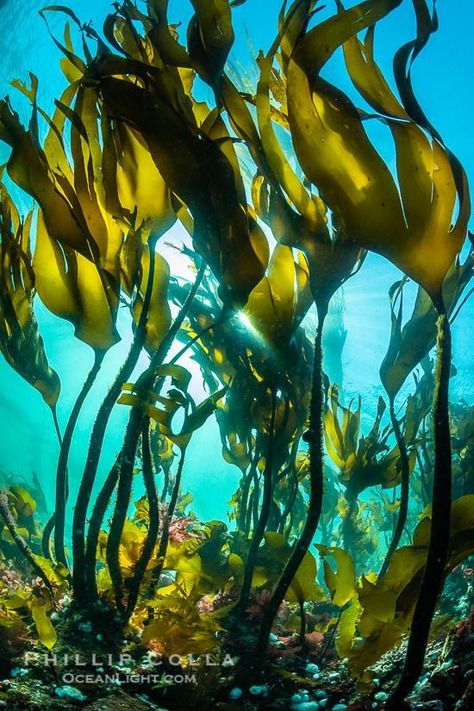 Photographers Bio, Bull Kelp, History Photography, Kelp Forest, Canada Images, Queen Charlotte, British Columbia Canada, Vancouver Island, Photography Blog