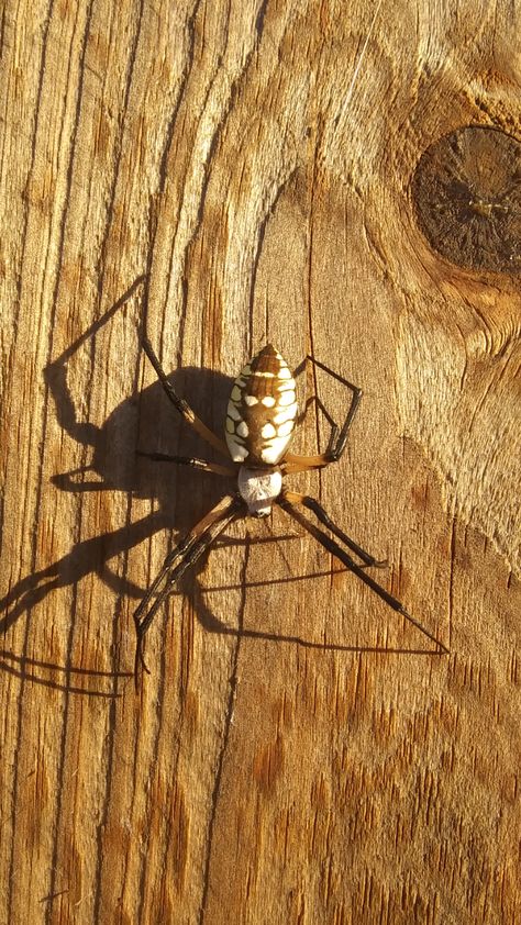 This beautiful yellow garden spider that lives on my fence. Yellow Garden Spider, Yellow Spider, Garden Spider, Yellow Garden, Fence, Yellow