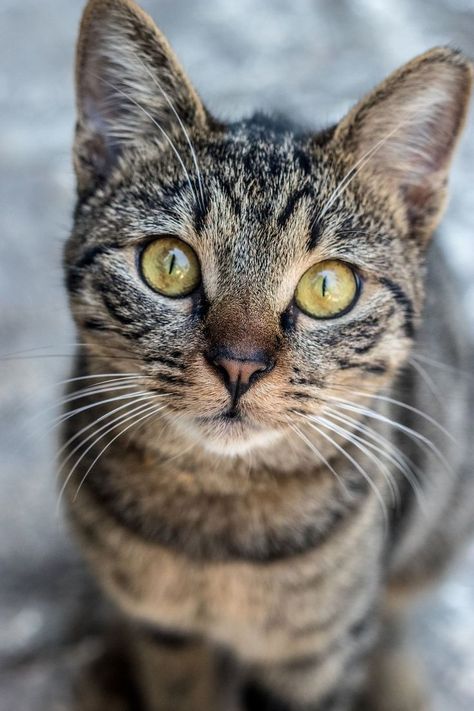 Cat Portraits Photography, Yellow Cat Eyes, Purebred Cats, Colorful Hairstyles, Cat Attack, Cat With Blue Eyes, Striped Cat, Gorgeous Cats, Side Eye