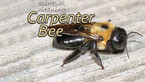 Drone Bee, Black Bumble Bee, Spirit Animal Meaning, Animal Meanings, Solitary Bees, Carpenter Bee, Black Bee, Spirit Animals, Header Image