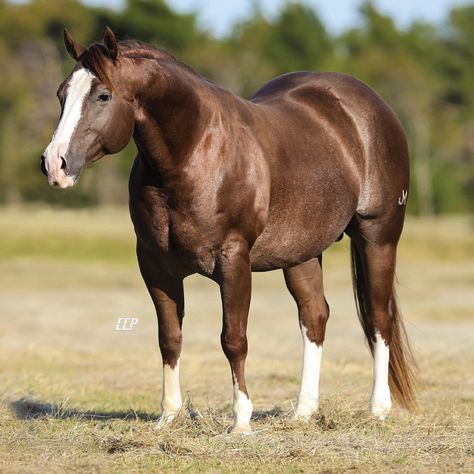 One Time Genuine – Stallion Register Directory Prettiest Horses, Aqha Stallion, Quarter Horse Stallion, Barrel Horse, Quarter Horses, American Quarter Horse, All The Pretty Horses, Barrel Racing, Quarter Horse