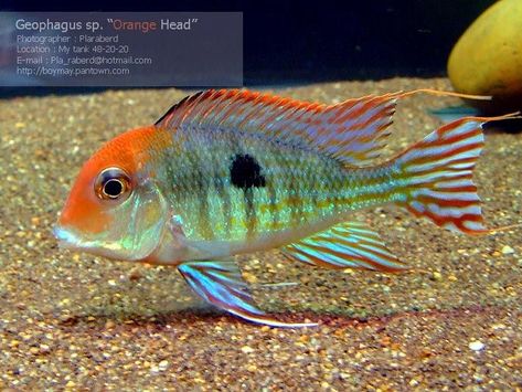 Geophagus Aquarium, Geophagus Tapajos, African Cichlid Aquarium, Goldfish Aquarium, Cichlid Aquarium, Oscar Fish, Cichlid Fish, Ocean Aquarium, Tropical Freshwater Fish