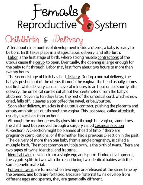 Reproductive System Notes Aesthetic, Female Reproductive System Notes, Human Reproductive System Notes, Reproductive System Notes, Female Reproductive System Anatomy Notes, Female External Reproductive System, Function Of Male Reproductive System, Cell Biology Notes, Human Body Science Projects