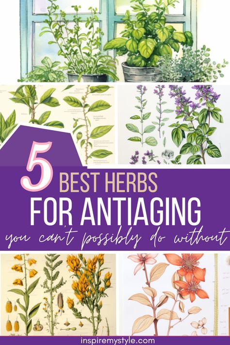 best herbs for anti aging Natural Wrinkle Remedies, Anti Aging Herbs, Tighten Facial Skin, Anti Aging Remedies, Anti Aging Diet, Natural Face Lift, Wrinkle Remedies, Facial Peel, Feel Younger