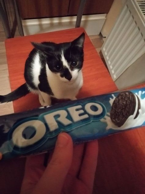 Oreo Cat, Kitten Names, Sanrio Kuromi, Oreo, Cute Cats, Kittens, Kitty, Animals, Quick Saves