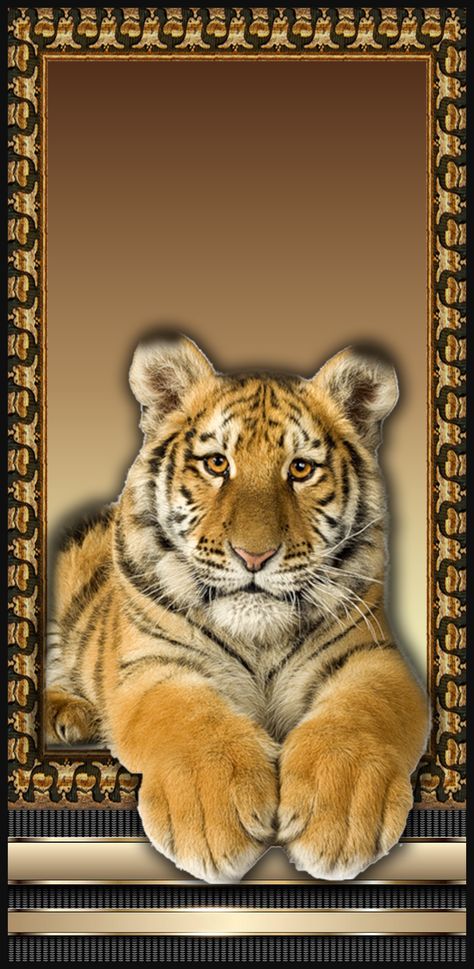 Gold Tiger Wallpaper, Animal Frame, Android Wallpaper Blue, Archangel Metatron, Lion Photography, Tiger Wallpaper, Lions Photos, Gold Tiger, Animal Safari