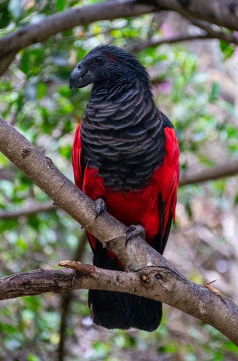 Dracular parrot Dracula Parrot, Nicobar Pigeon, Harpy Eagle, Bird Watchers, Mens Gear, Amazing Pics, All Birds, Bird Species, Bird Watching