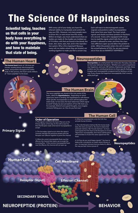 The science of happiness Cotton Candy Machines, Ap Psych, Project Poster, Science Infographics, Inner Demon, Human Cells, Science Of Happiness, Brain Facts, Brain Science