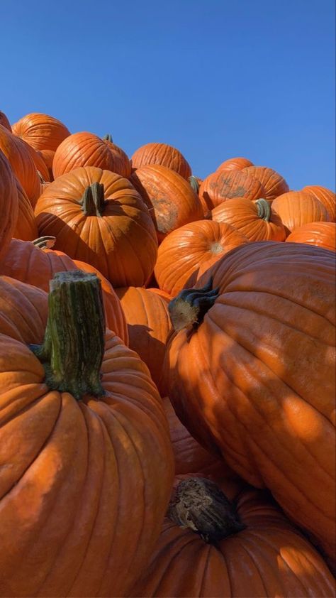 Pumpkins Wallpaper Iphone, Phone Backgrounds Orange, Halloween Pictures Background, Pumpkin Aesthetic Wallpaper, Pumpkin Patch Wallpaper, Halloween Pumpkin Aesthetic, Galaxy Aesthetics, September Wallpaper Aesthetic, Fall Screensavers