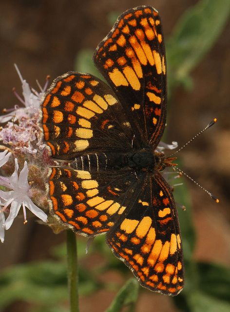 Hoffman's Checkerspot (Chlosyne hoffmanni), in California Photo Papillon, Orange Butterflies, Types Of Butterflies, Moth Caterpillar, Butterfly Photos, Butterflies Flying, Beautiful Bugs, Butterfly Pictures, Butterfly Painting