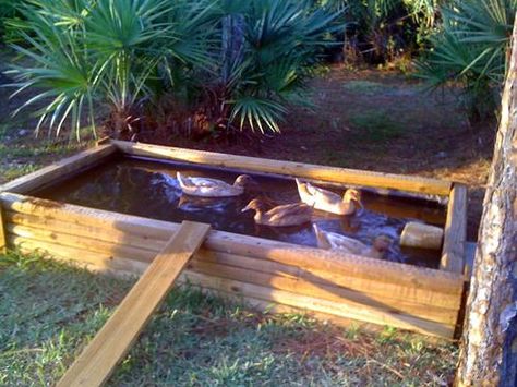 Click this image to show the full-size version. Duck House Plans, Duck Pen, Duck Pens, Backyard Ducks, Duck Coop, Chicken Coop Run, Coop Ideas, Pet Ducks, Duck House