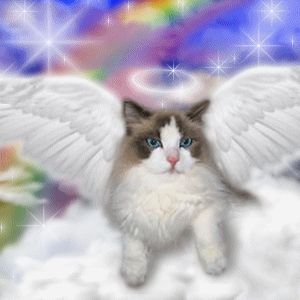 25 Things That Will Happen Now That Animals Can Go To Heaven Gato Angel, Cat Heaven, Kitten Images, Frida Art, Cat Profile, Image Chat, Angel Cat, Siamese Cats, Pet Loss