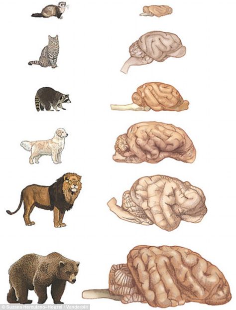 The researchers say the number of neurons in an animal's cerebral cortex is a hallmark of intelligence. The brain of a Golden Retriever was found to have more cortical neurons than a brown bear despite being three times smaller. Pictured are relative animal brain sizes Animal Intelligence, Brain Size, Female Lion, Cat Brain, Vanderbilt University, Brain Cells, Dog Brain, Pet Vet, List Of Animals