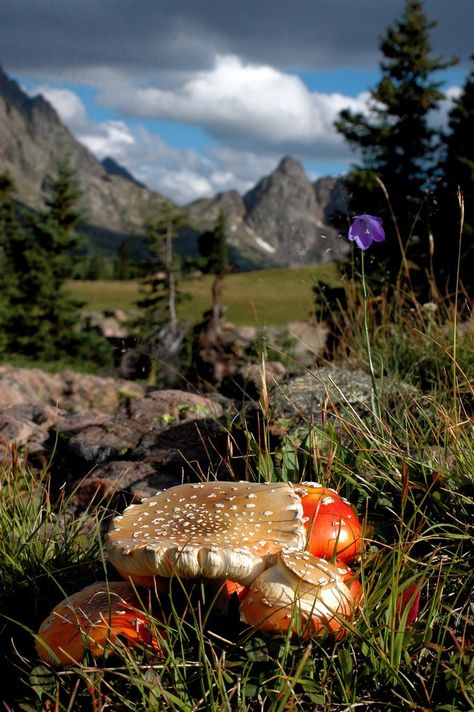 Mountain Mushroom Mushroom Mountain, Mystical Mushrooms, Photography Inspiration Nature, Lichen Moss, Weird Plants, Slime Mould, Morel Mushroom, Image Nature, Mushroom Fungi