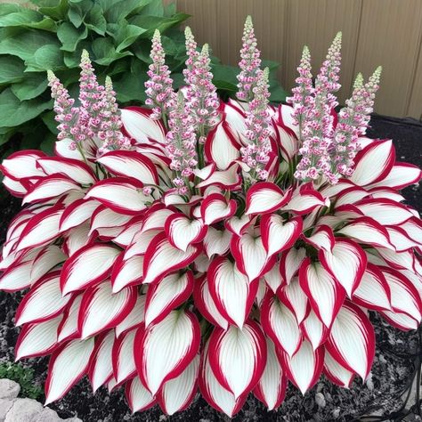 White Hosta, Hosta Patriot, Hosta Care, Shade Loving Perennials, Hosta Plants, Plant Seeds, Unusual Flowers, Orchid Plants, Garden Flower