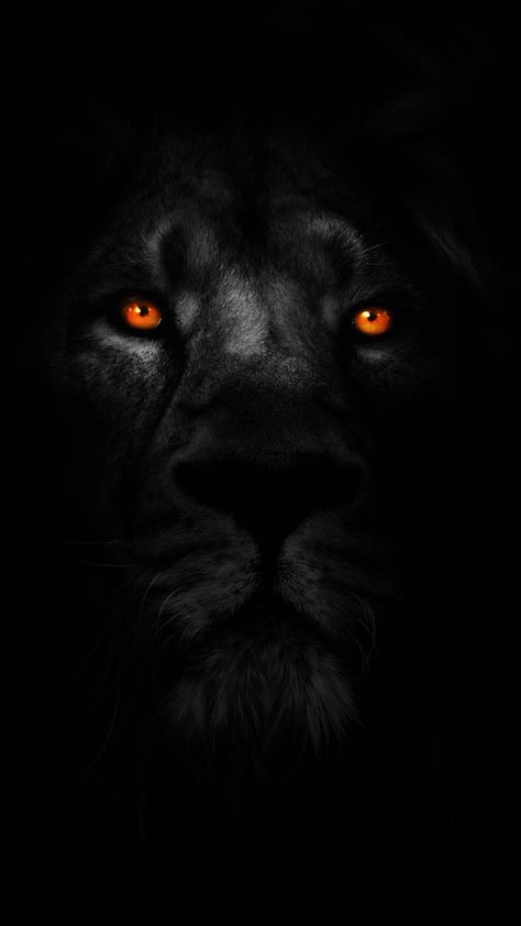 Lions Photos, Lion Wallpaper, Lion Images, Pin It, In The Dark, Lion, Wallpapers, Orange, Pins