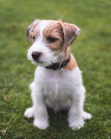 Parsons Terrier, Chien Jack Russel, Jack Terrier, Jack Russell Terriers, Jack Russell Terrier Puppies, Parson Russell Terrier, Jack Russells, Fox Terriers, Terrier Mix Dogs