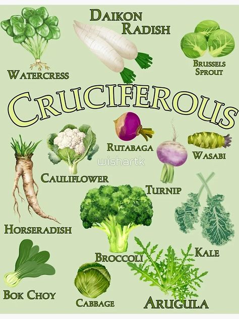 "Cruciferous Vegetables" Poster for Sale by wishartk | Redbubble Vegetables Poster, Balance Food, Cruciferous Vegetables, List Of Vegetables, Social Well Being, Watercress, Arugula, Holistic Approach, Alternative Medicine